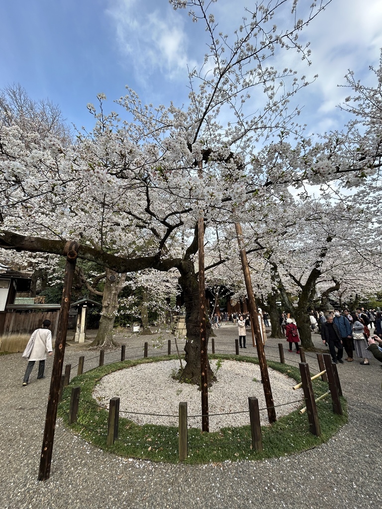賞櫻冷知識@東京 靖國神社 賞櫻冷知識@東京 靖國神社