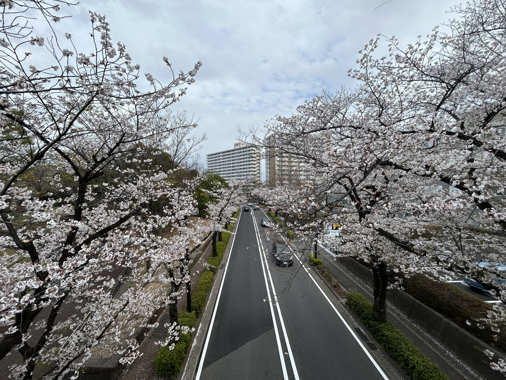 小小的遺憾@東京 光丘公園