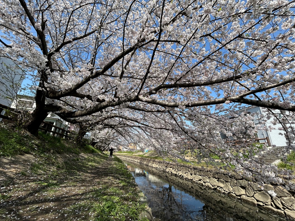 放空一下@東京郊區 元荒川櫻業木