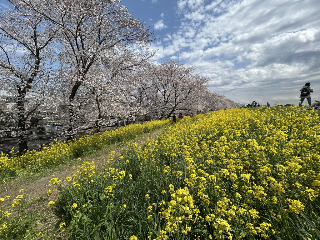 有比較有傷害@熊谷櫻堤