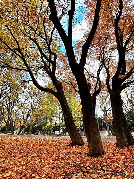 期待還是怕被傷害@札幌 円山公園