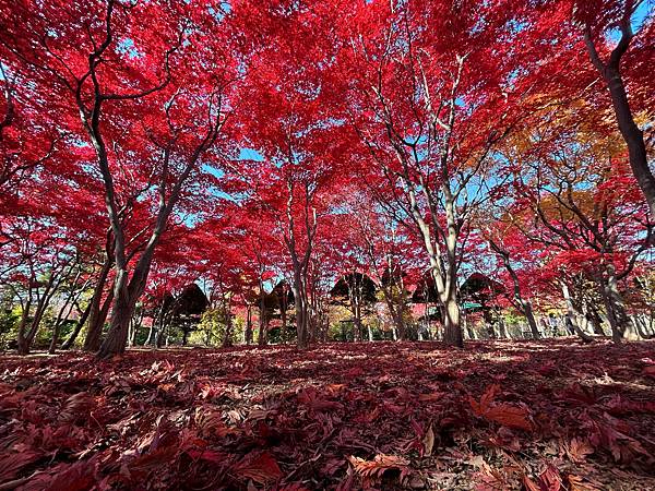 妳最紅@札幌 平岡樹藝中心 妳最紅@札幌 平岡樹藝中心