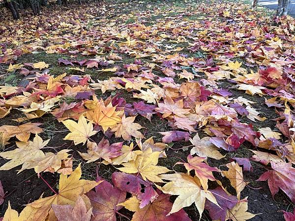 妳最紅@札幌 平岡樹藝中心 妳最紅@札幌 平岡樹藝中心