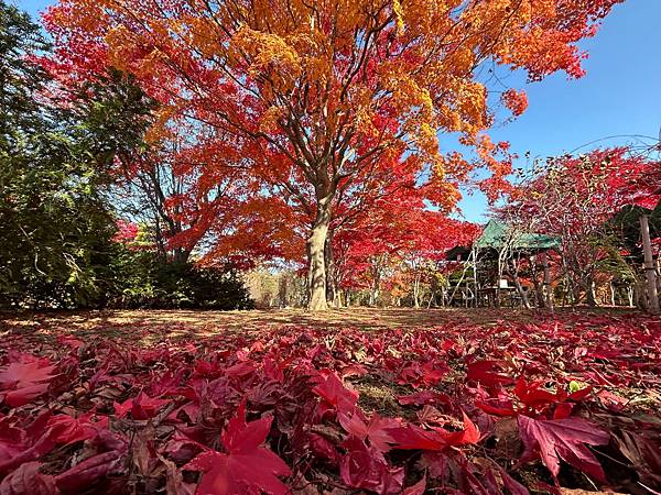 妳最紅@札幌 平岡樹藝中心