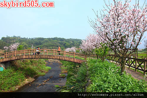 三芝櫻木花道