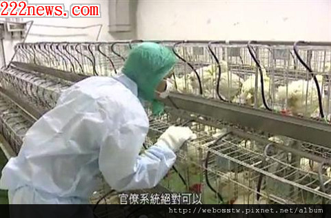 禽流感 h5n2