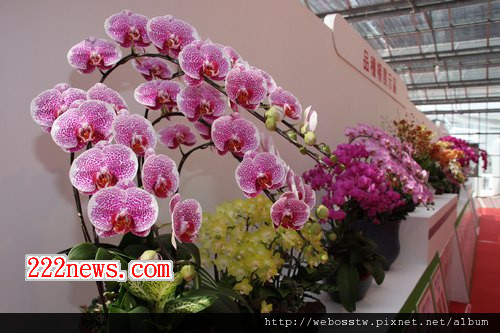2012台灣國際蘭展 2012台灣國際蘭展