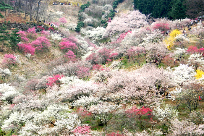 梅花吉野.jpg