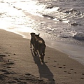 狗與海.jpg