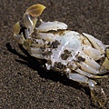 死螃蟹
