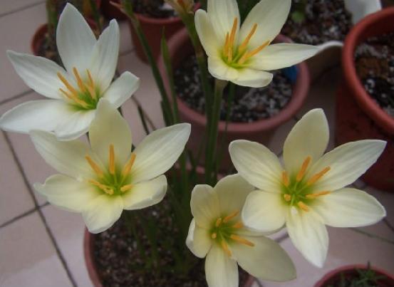 鵝黃色風雨蘭Zephyranthes 'Ajax'