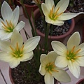 鵝黃色風雨蘭Zephyranthes 'Ajax'