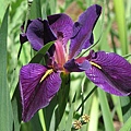 Iris Black Gamecock
