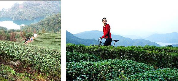 茶園外景拍攝中