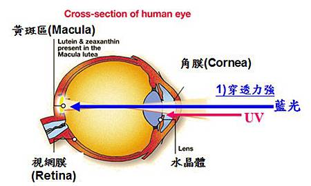 葉黃素能吸受藍光