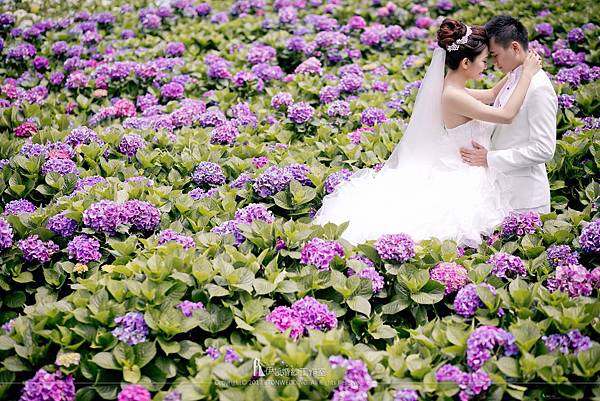 紫色繡球花婚紗照