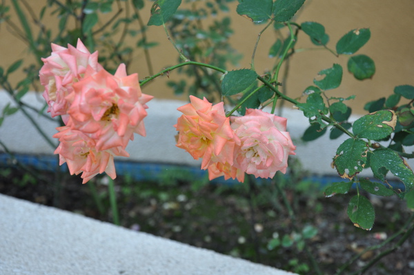 DSC_0223.JPG