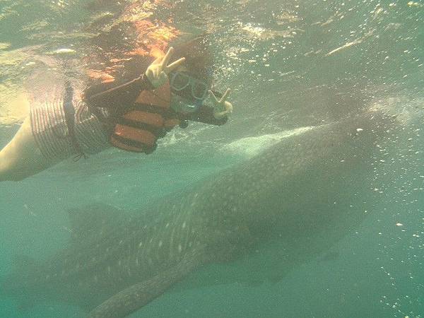 與鯨鯊共游.jpg 與鯨鯊共游.jpg