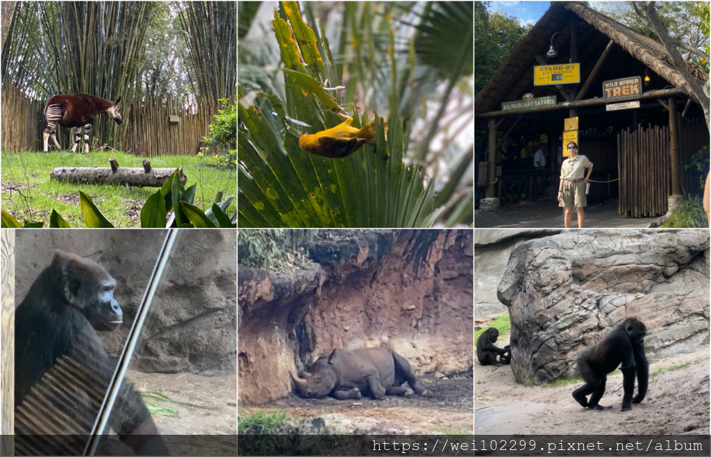 8奧蘭多迪士尼Animal Kingdom動物王國一日全攻略｜我最喜歡的館：超真實阿凡達！滿滿動物看不完！開館衝哪必玩設施最好玩有哪些！Florida Disney 20201.png