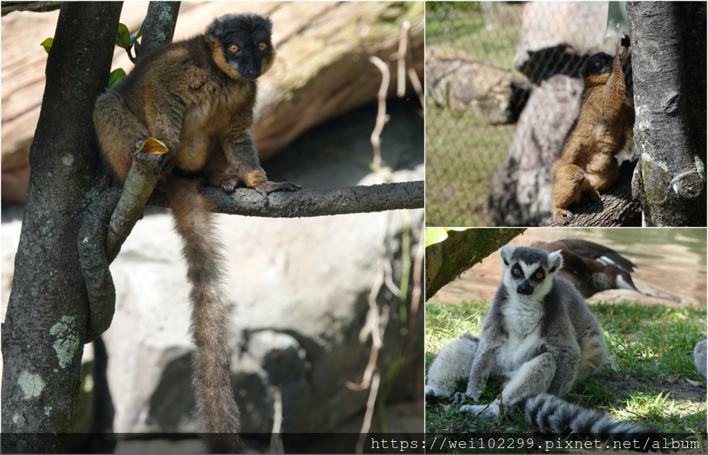 26奧蘭多迪士尼Animal Kingdom動物王國一日全攻略｜我最喜歡的館：超真實阿凡達！滿滿動物看不完！開館衝哪必玩設施最好玩有哪些！Florida Disney 20201.png