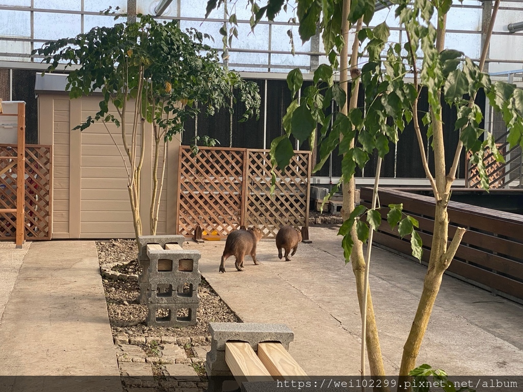 [宜蘭旅遊景點推薦]金車礁溪蘭花園門票價格與餵食動物＆參觀植物園之旅IMG_4179.jpg