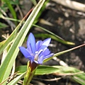 阿里山龍膽