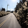 太平山路芒花開