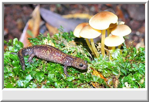 楚南氏山椒魚 楚南氏山椒魚