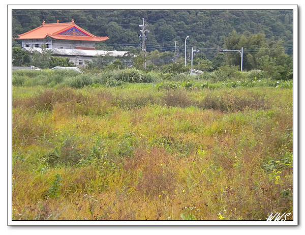 野薑花園 5_nEO_IMG.jpg