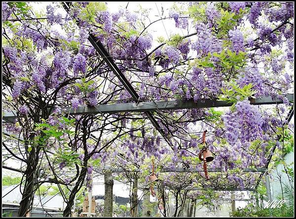 藤花隧道圓了我的夢