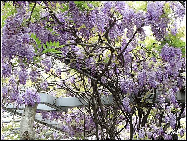 紫藤花滿開 別錯過喔 ~