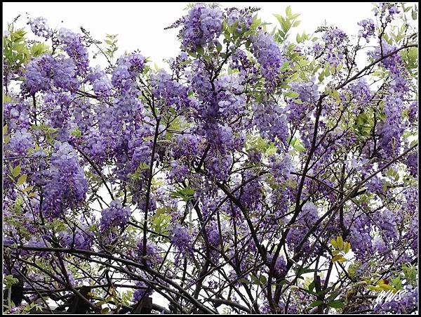 一樹滿開紫藤花, 將天空彩繪成濃郁紫