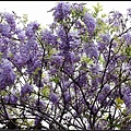 一樹滿開紫藤花, 將天空彩繪成濃郁紫