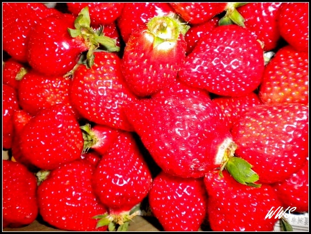 9國際草莓園_nEO_IMG.jpg