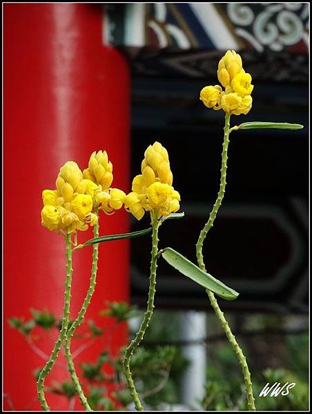 38十一月 翅果鐵刀木開花.jpg