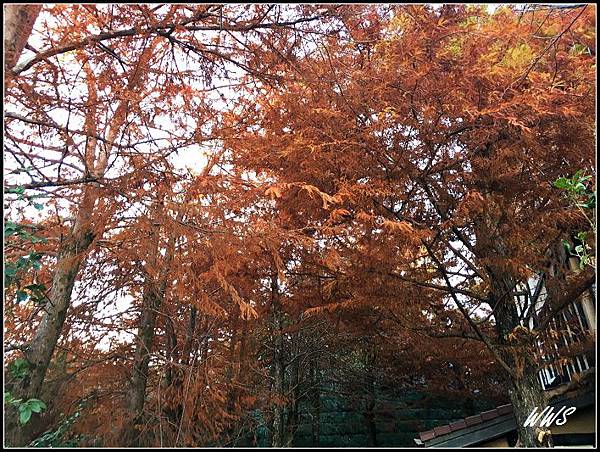 清境農場 見晴花園渡假山莊 (6).jpg