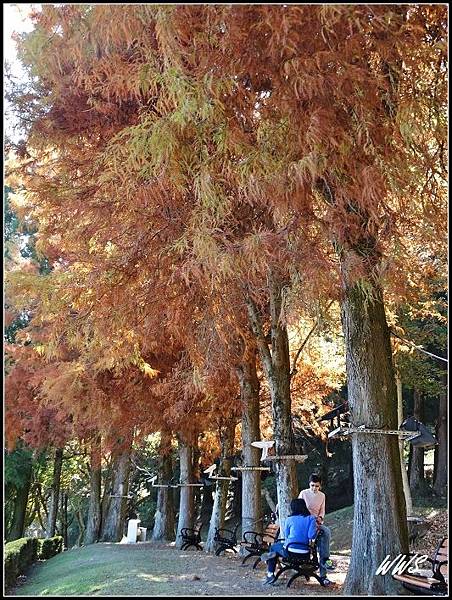 清境農場 小瑞士花園 (9).jpg