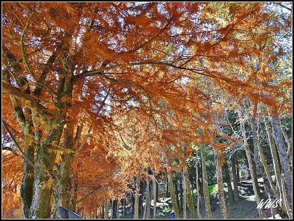 清境農場 小瑞士花園 (11).jpg