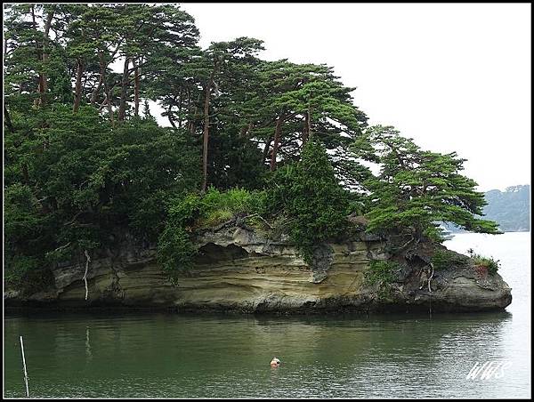 11松島上長滿黑松紅松