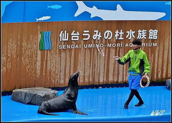 35海洋森林運動場 海獅表演