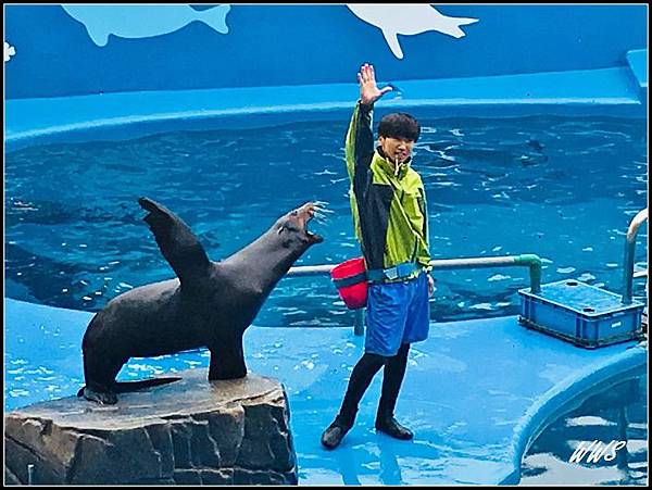 36海獅表演