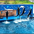 42海豚齊跳表演
