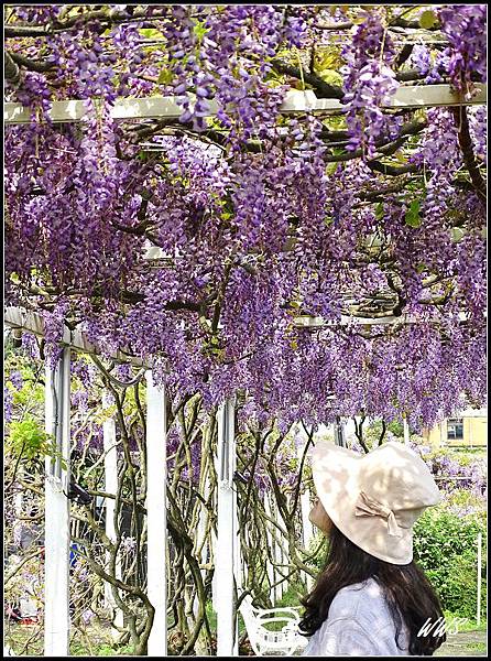 19. 賞花當此時