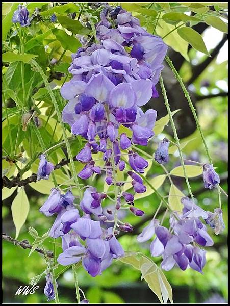 6台北花卉村紫藤花