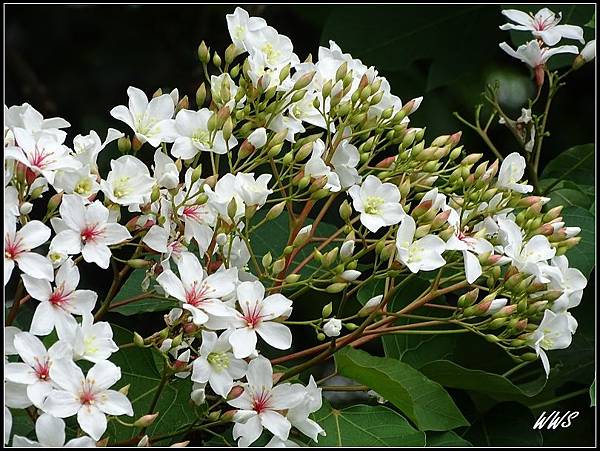 13三芝桐花