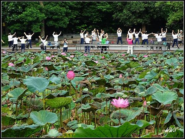 4. 台北植物園荷花池畔晨操