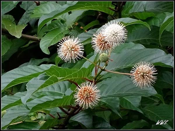 32 台北植物園荷花池畔植物