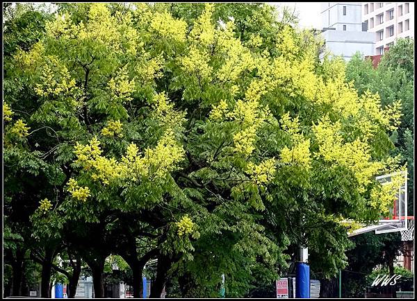 54台北教育大學欒花盛開