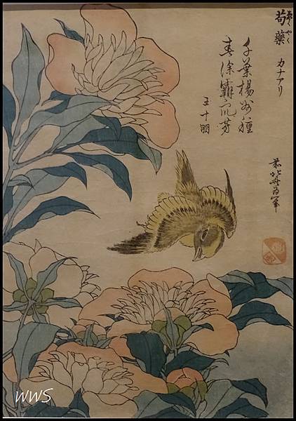 18芍藥 金絲雀