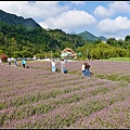 9SUN09403苗栗 獅潭仙草花節